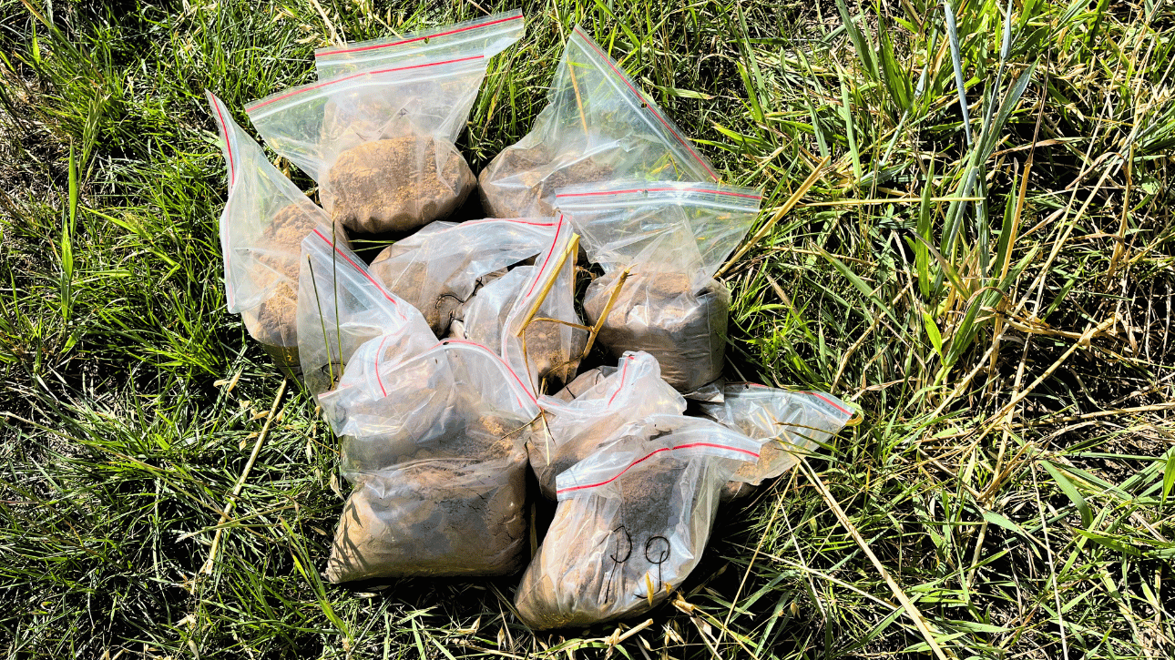 Pobranie prób glebowych po zbiorze ziarna